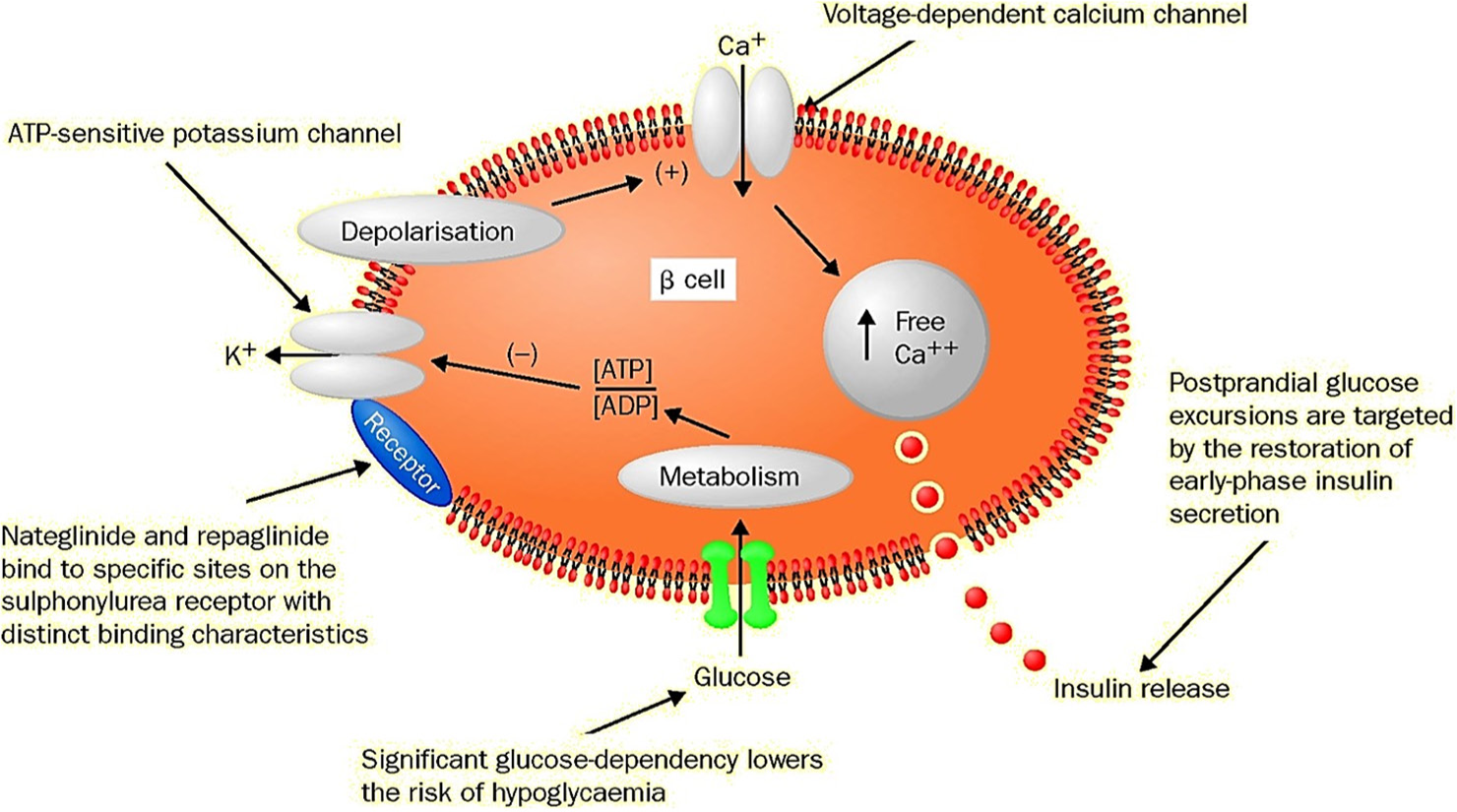 Mode of action of meglitinides. ATP: Adenosine triphosphate, ADP: Adenosine diphosphate