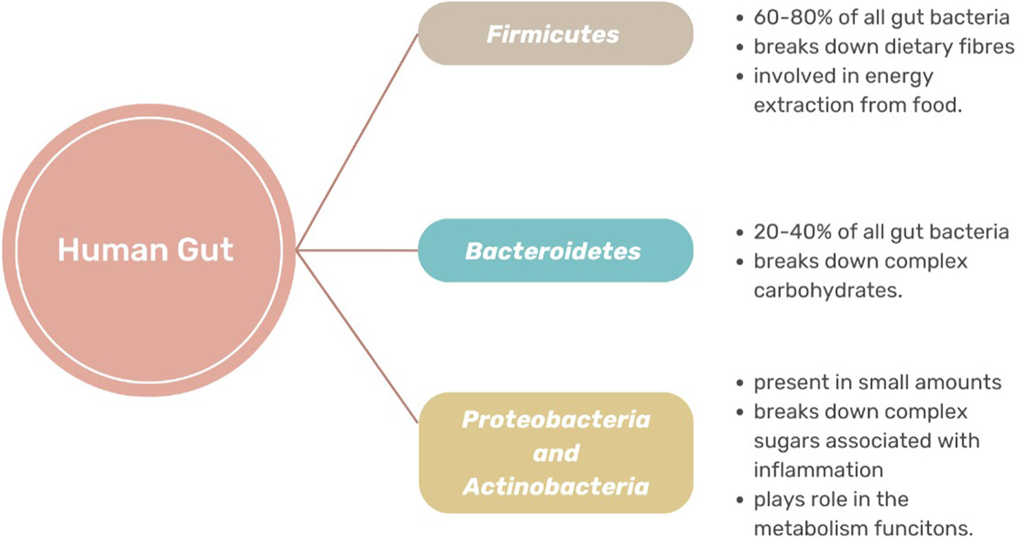 Classification of the assay of bacteria present in the human gut.