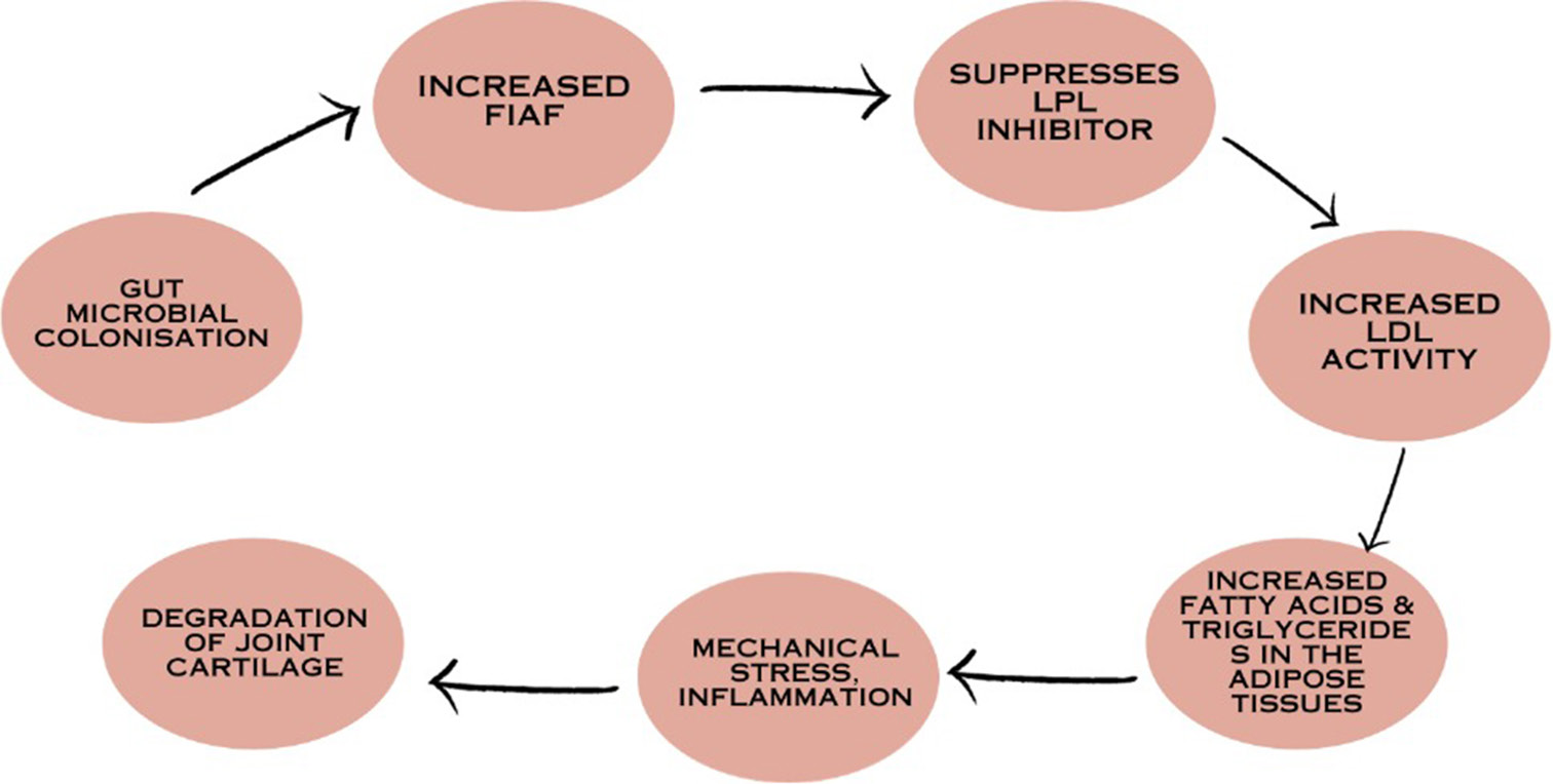 Gut microbiota and metabolism.